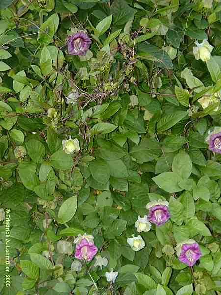 Cobaea scandens