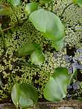 Pontederia rotundifolia
