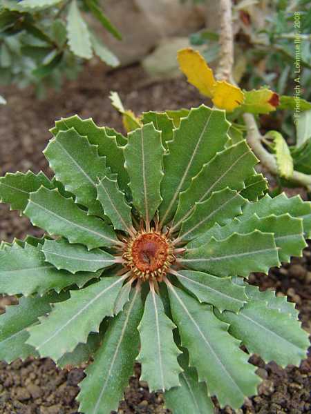 Banksia praemorsa