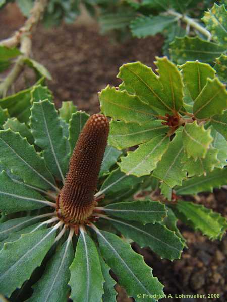 Banksia praemorsa