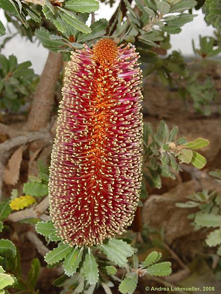 Banksia praemorsa