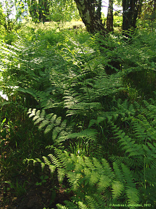 Pteridium aquilinum