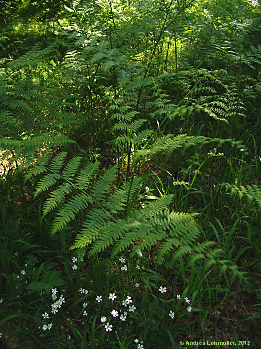 Pteridium aquilinum