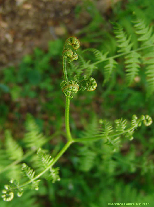 Pteridium aquilinum