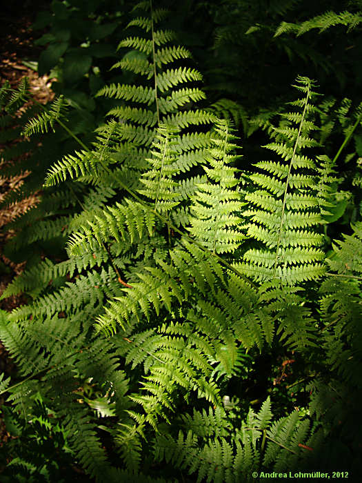 Pteridium aquilinum