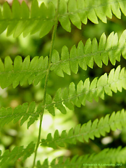 Pteridium aquilinum