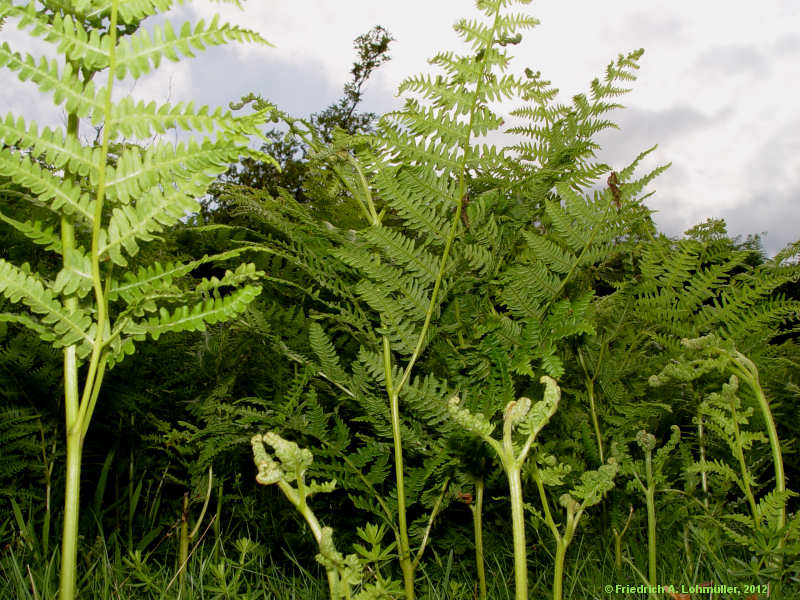 Pteridium aquilinum