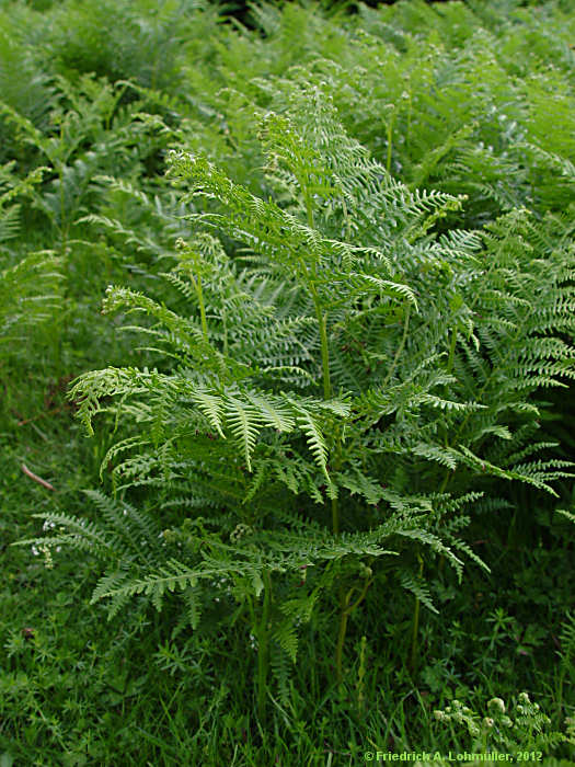 Pteridium aquilinum