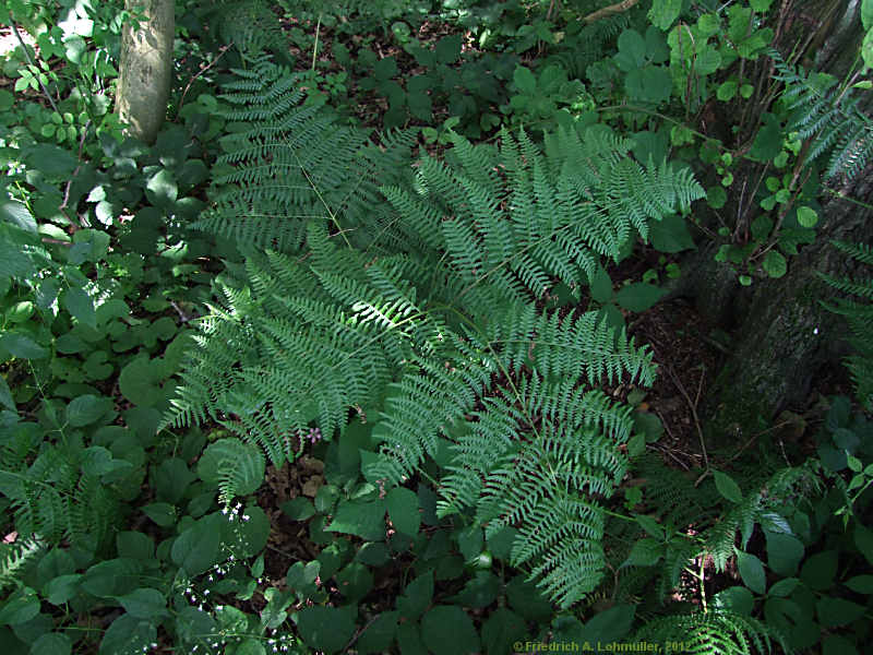 Pteridium aquilinum