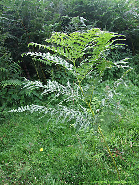 Pteridium aquilinum