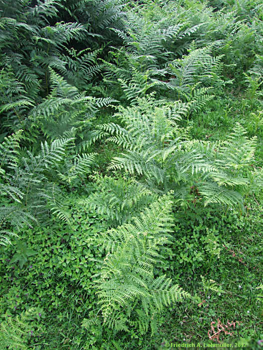 Pteridium aquilinum