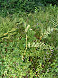 Dryopteris carthusiana