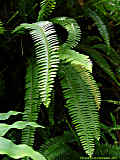 Polypodium heracleum