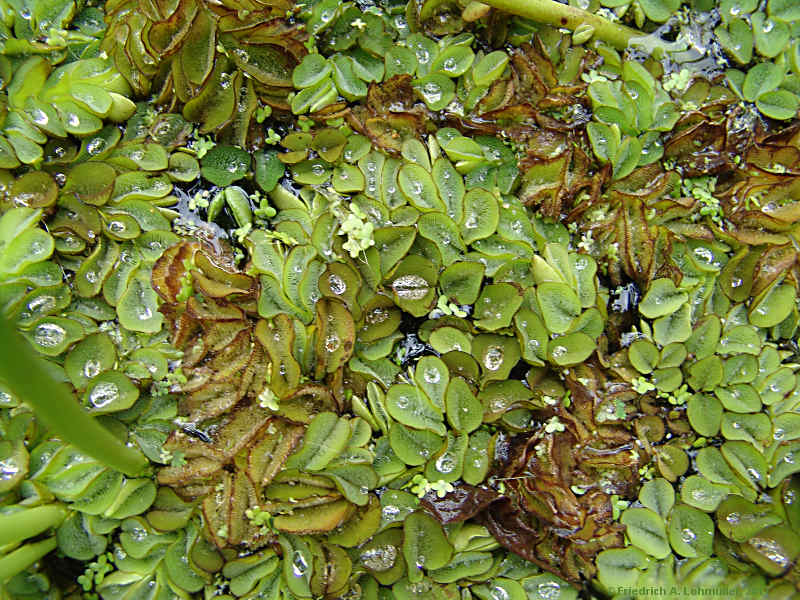 Salvinia molesta