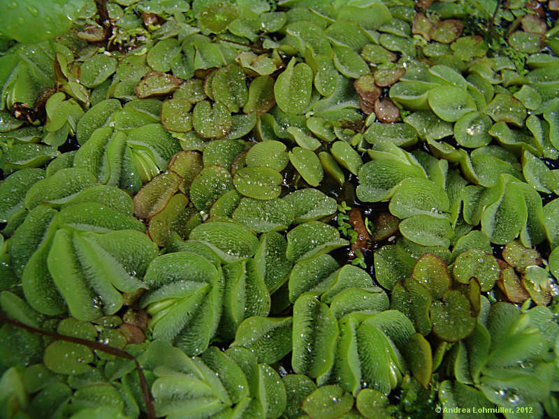 Salvinia molesta