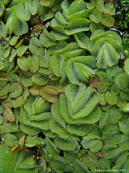 Salvinia molesta