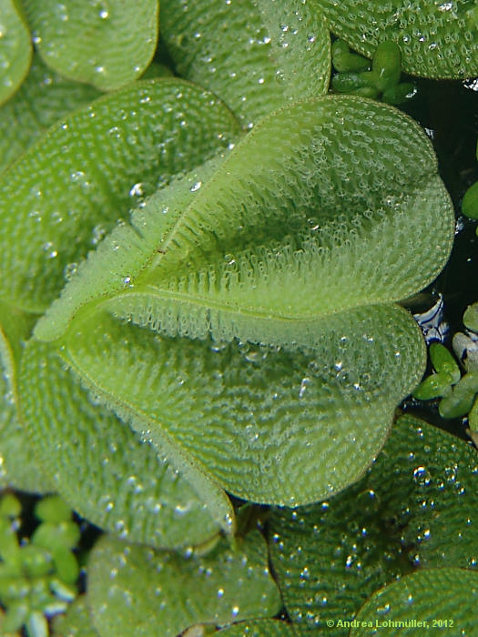 Salvinia molesta