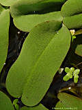 Salvinia oblongifolia