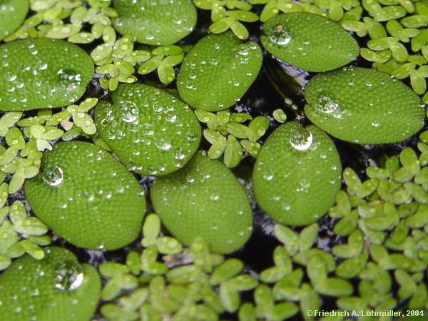 Salvinia natans