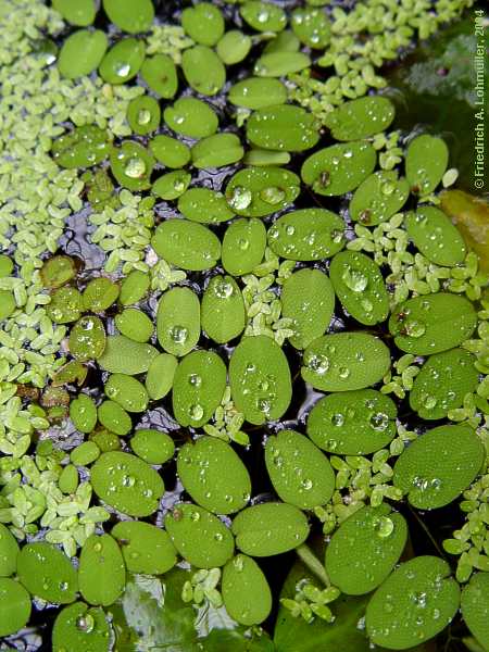 Salvinia natans