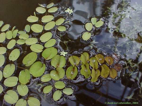 Salvinia natans