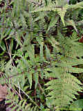 Athyrium niponicum