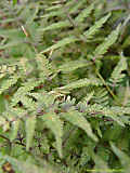 Athyrium niponicum