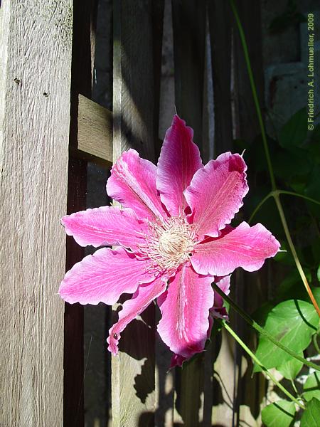 Clematis cv.