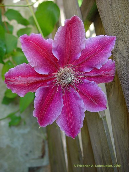 Clematis cv.