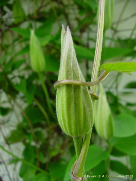 Clematis cv.