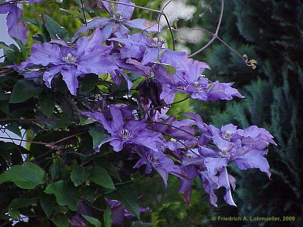 Clematis cv.