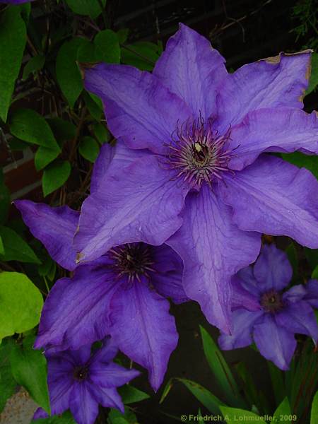 Clematis cv.