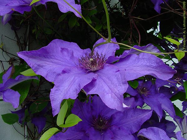 Clematis cv.