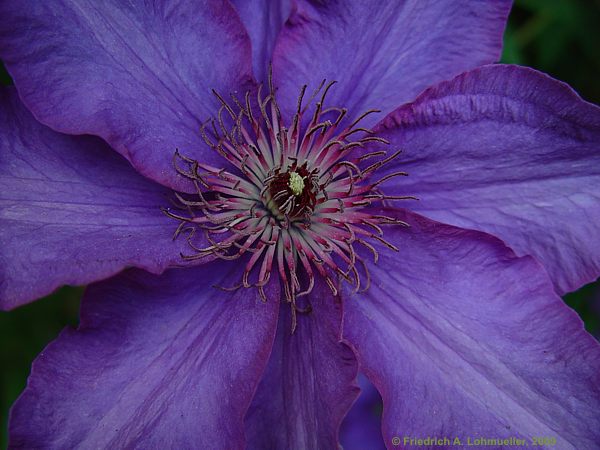 Clematis cv.