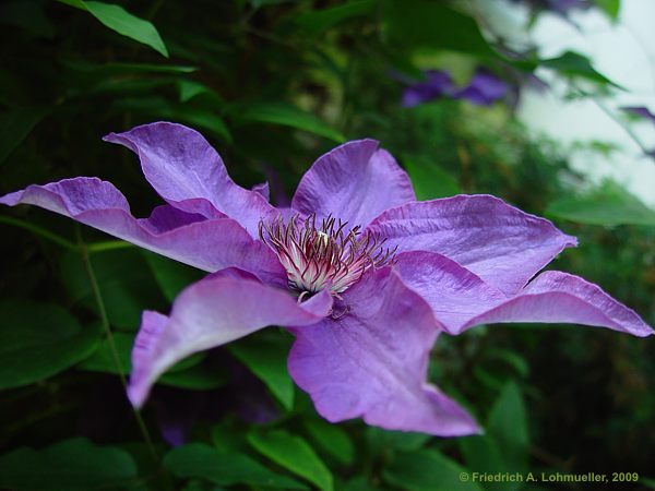 Clematis cv.