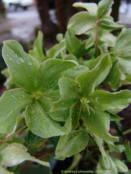 Helleborus 'Green Corsica'