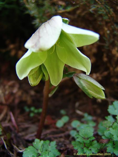 Helleborus 'Green Corsica'