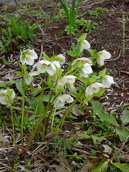 Helleborus orientalis 'White Strain'