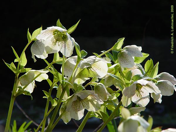 Helleborus orientalis 'White Strain'