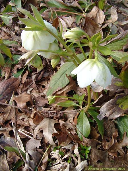 Helleborus orientalis 'White Strain'