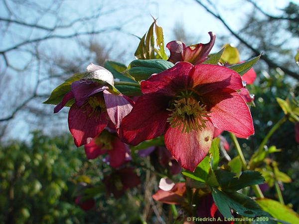 Helleborus orientalis cv.