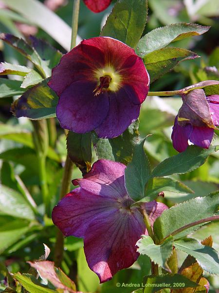 Helleborus orientalis cv.