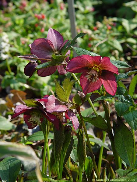 Helleborus orientalis cv.