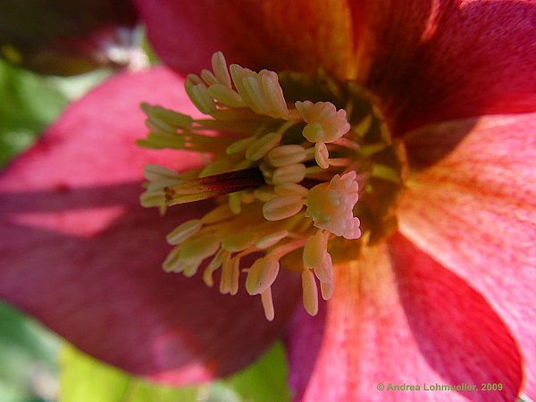 Helleborus orientalis cv.