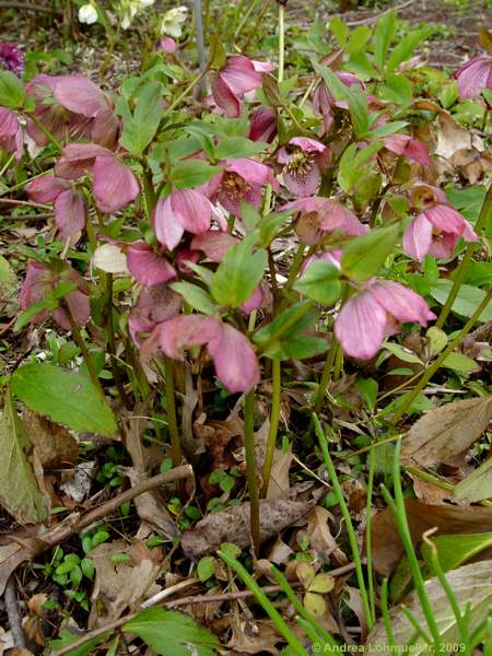 Helleborus orientalis 'Zodiac Strain'