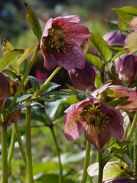 Helleborus orientalis 'Zodiac Strain'