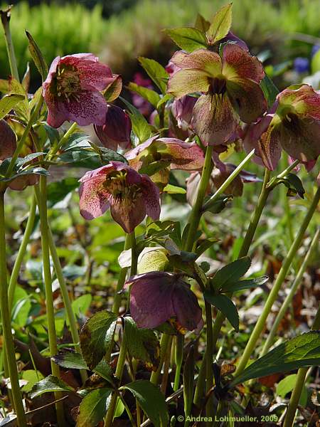 Helleborus orientalis 'Zodiac Strain'