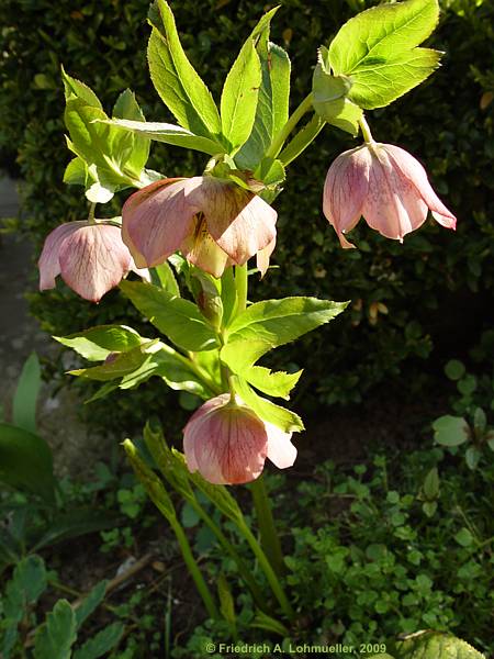 Helleborus x hybridus