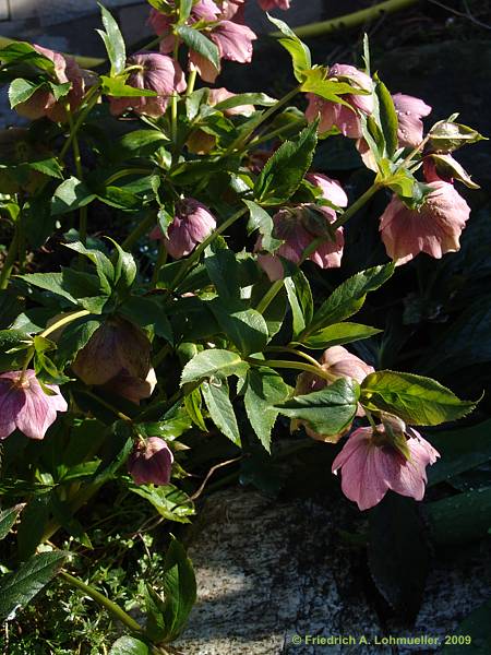 Helleborus x hybridus