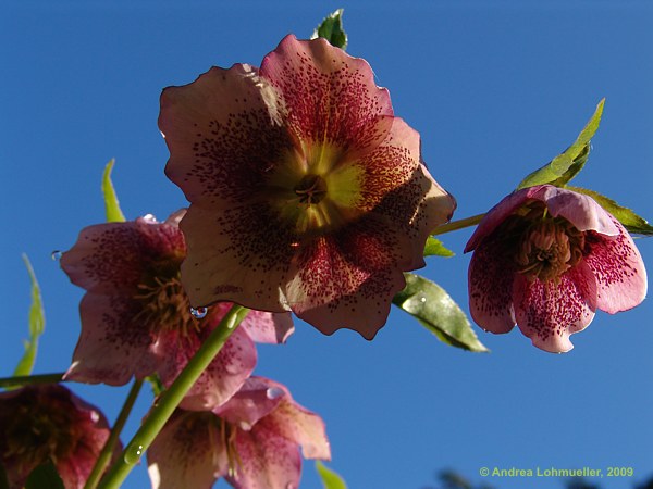 Helleborus x hybridus